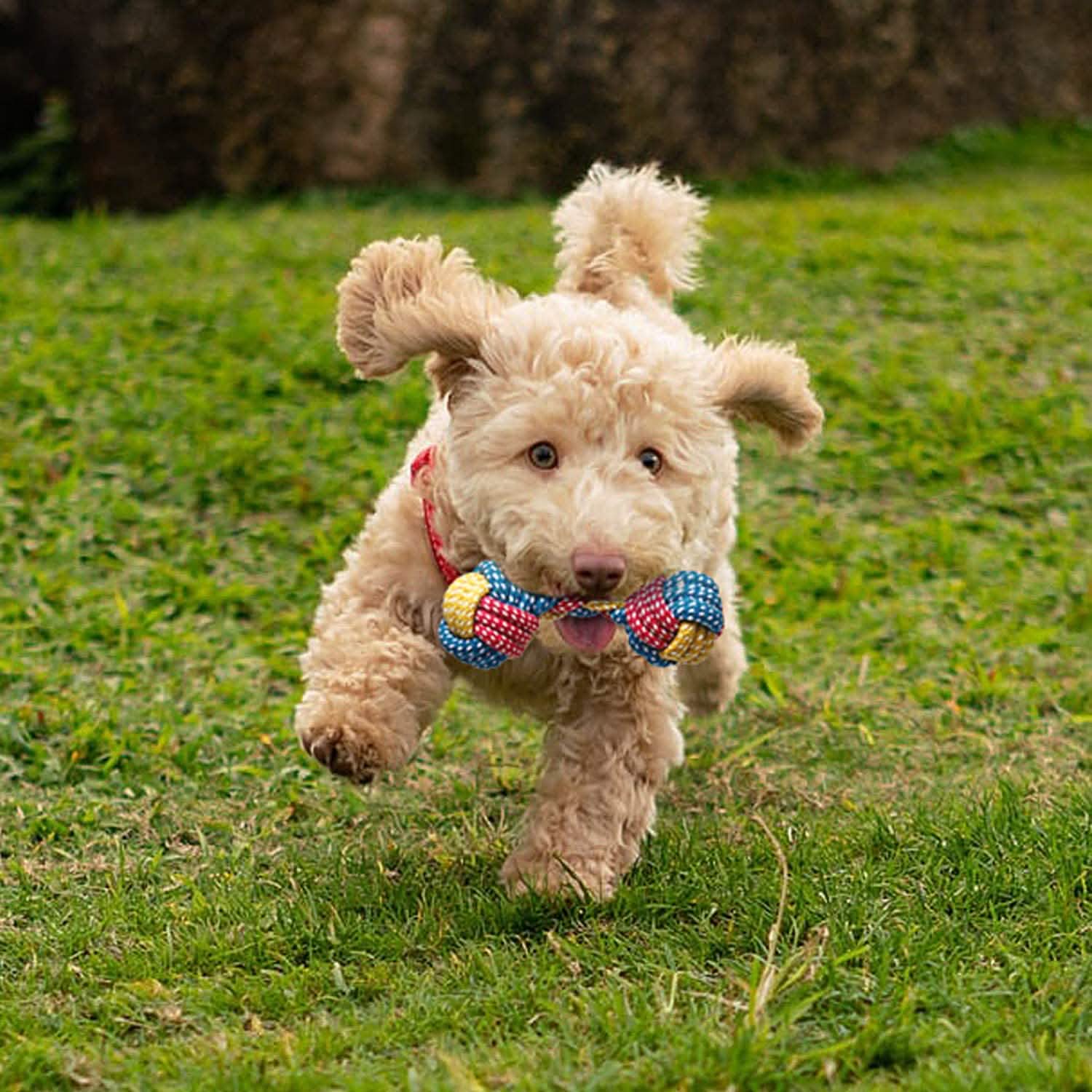 7-Piece: Puppy Cord Chew Toys
